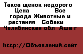 Такса щенок недорого › Цена ­ 15 000 - Все города Животные и растения » Собаки   . Челябинская обл.,Аша г.